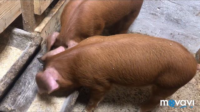 Новые дюрки в моем хозяйстве смотреть онлайн