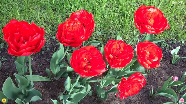 Flowers in the Alexander Garden смотреть онлайн