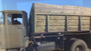 Как добывается лён на полях Алтая. Осенняя уборка урожая 2021, нелёгкий труд деревенских крестьян