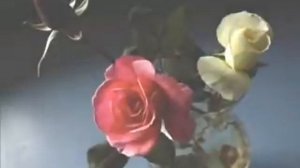 Enya - China Roses