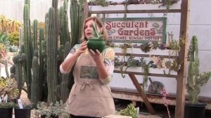 Simple Succulent Design: Plant a Gasteraloe in Green Glass