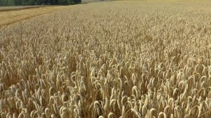 28 июля уборка поля посенного разбросным способом