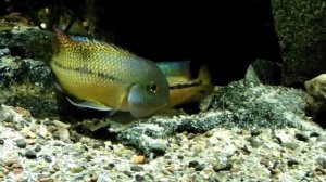 Никарагуанские цихлазомы. 300л. Rybac.