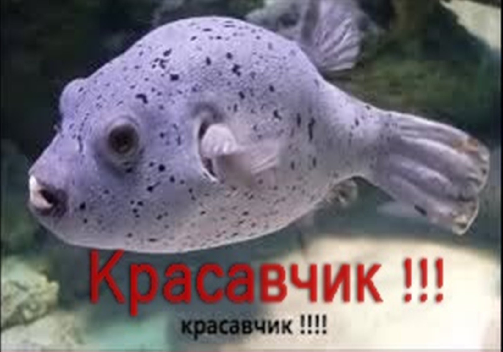 Воронежский океанариум . 2 часть .