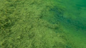 В поисках Немо на Кожинском карьере