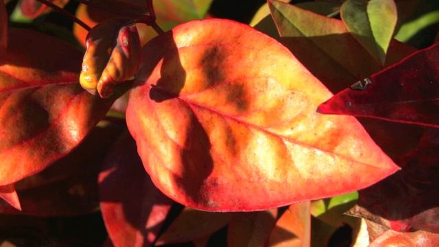 Slideshow смотреть онлайн