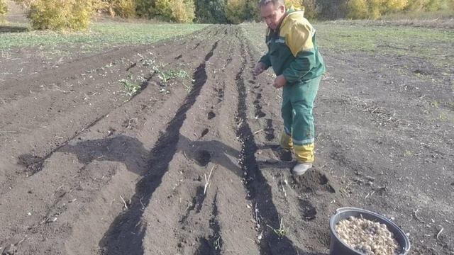 Бизнес на выращивании чеснока
