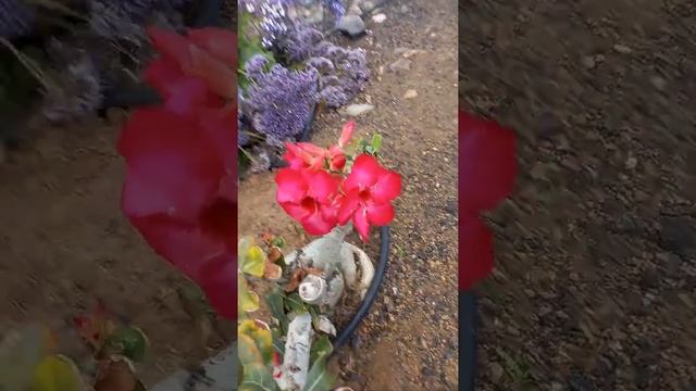 #shorts Дочка срывает цветы с клумбы. Аленький цветочек. Цветок-цапля смотреть онлайн