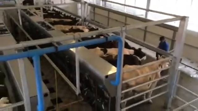 Новая ферма и доильный зал смотреть онлайн