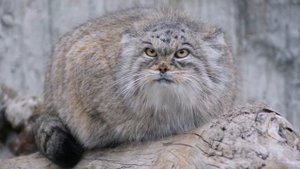 Самые удивительные кошки в мире