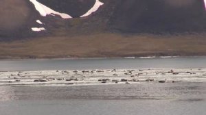 Нерпы в Заливе