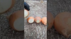 Обрезка луковицы перед посадкой. Стоит ли???