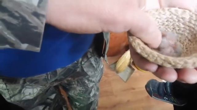 Продажа и покупка кенара. смотреть онлайн