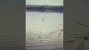 Ловля толстолоба на резинку