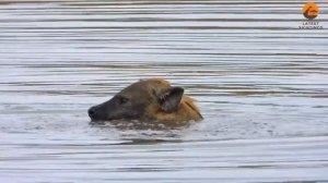 Гиены заняты гигиеной