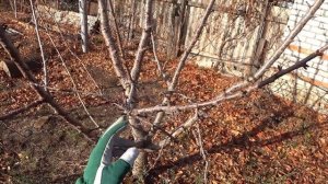Простая обрезка молодой черешни со снижением кроны