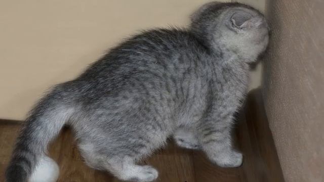 Как приручить кота и дикого котенка с улицы смотреть онлайн