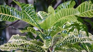 Rain Beauty Nikon Coolplix P600