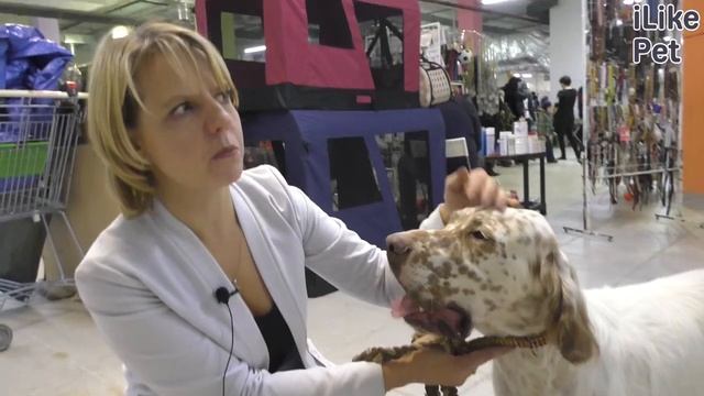 Как ухаживать за английским сеттером? смотреть онлайн