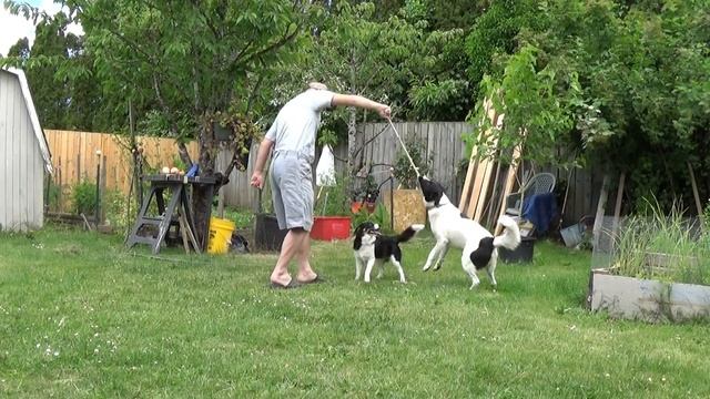Утренняя Разминка с Австралийской Овчаркой. Morning Exercise with Australian Shepard.Funny Pets/// смотреть онлайн