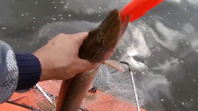 Тестирование эхолота humminbird спиннинг на Москва-реке смотреть онлайн