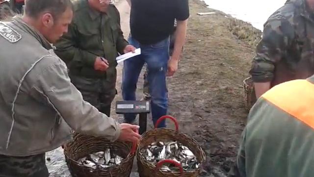 Выращивание рыбы (личный опыт) - закупка малька на рыбопитомнике (Часть 3) смотреть онлайн