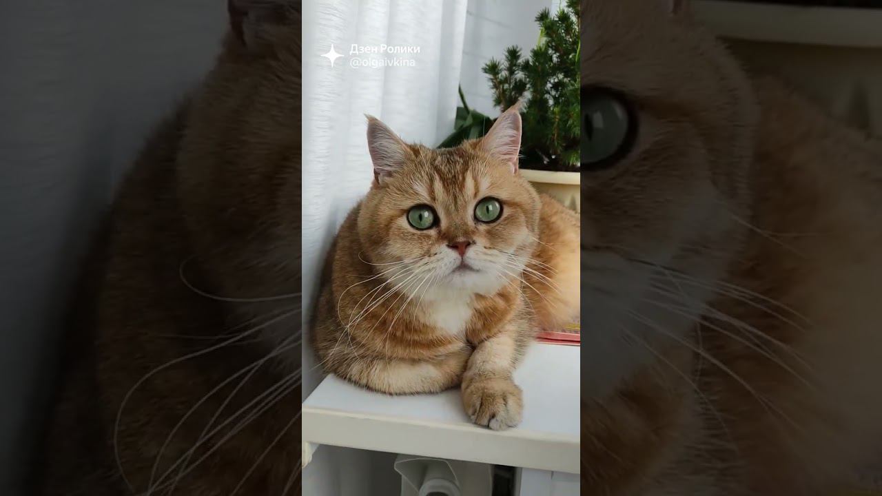 #котики #безкотаижизньнета #смешныекоты #коты