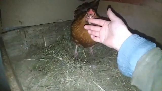 Давай яйцо быстро! Курочка Ханта снесла яйцо. Та самая хохотушка. смотреть онлайн