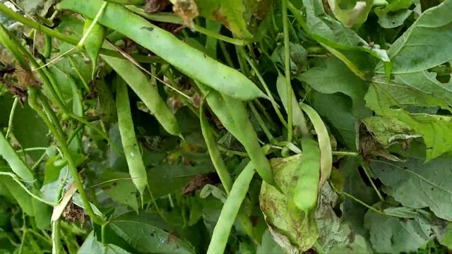 Посадил красную фасоль из АШАНа. Итог (урожай). смотреть онлайн