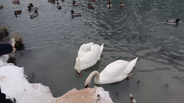 Подкормите птиц зимой