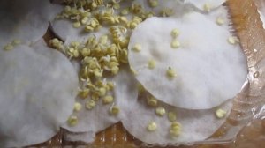 ПОСАДКА ПЕРЦА НА РАССАДУ — когда сеять перец на рассаду (сроки посева И проращивание семян перца)