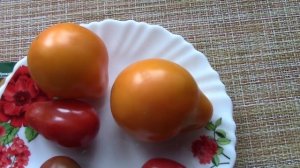 Помидоры Грушевидные   Обзор сортов