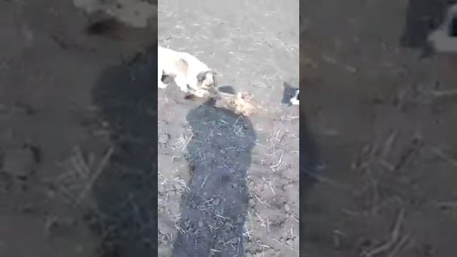 Охота/собаки разорвали сурка