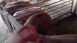 Купил четырехмесячных поросят на докорм.