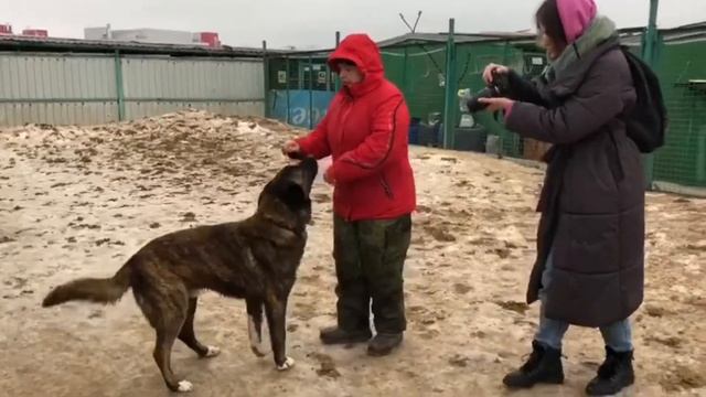 Муниципальный приют для безнадзорных животных