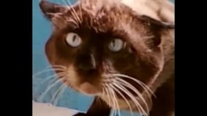 Прикол про кота) Что вы тут делаете,?Что ты тут делаешь?Что тебе снадова