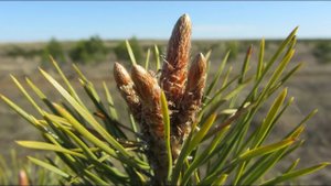 Первый, почти полноценный выезд в поля на сбор дикоросов. Сбор сосновой почки. Проверка сморчков.