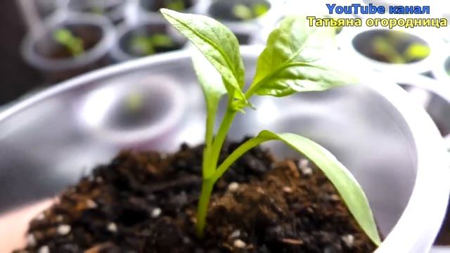 Рассада из хилой в жирненькую за считанные дни! Подкормка от вытягивания! смотреть онлайн