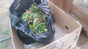 Пришла посылка?саженцы клубники ?АЗИЯ    ?АЛЬБА  ?КОРОЛЕВА ЕЛИЗАВЕТА 2?