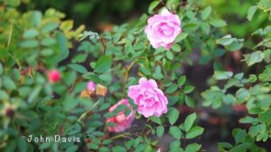 Краски осеннего сада. Прогулка по частному саду Марины Шиманской