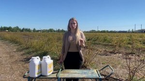 8 способов защитить голубику от заморозков