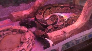 В гостях у внука. Кормим удава