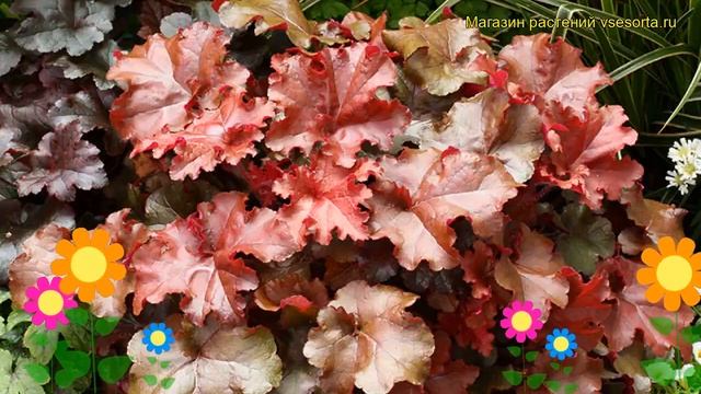 Гейхера Ред Си. Краткий обзор, описание характеристик, где купить рассада heuchera Red Sea смотреть онлайн