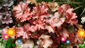 Гейхера Ред Си. Краткий обзор, описание характеристик, где купить рассада heuchera Red Sea