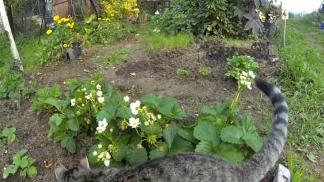 Кошка и мышки смотреть онлайн