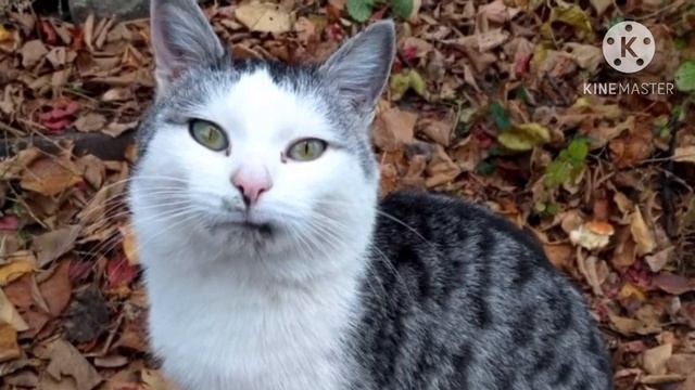 Брошенный на дачах кот бежал за машиной девушки, которая накормила его хлебом. Умолял забрать его ? смотреть онлайн