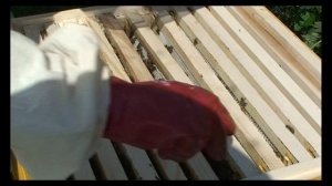 Какие бывают породы пчёл.