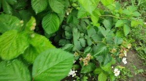 Ежевика Небеса могут подождать ?, живу на Кубани???