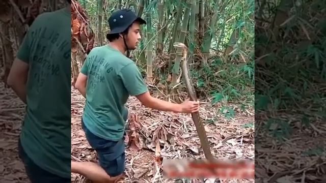 ловля змей руками смотреть онлайн