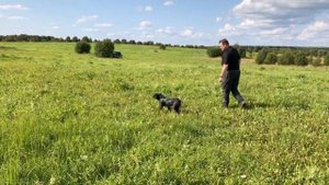 Тренировка в поле. Немецкий дратхаар и бретонский эпаньоль.